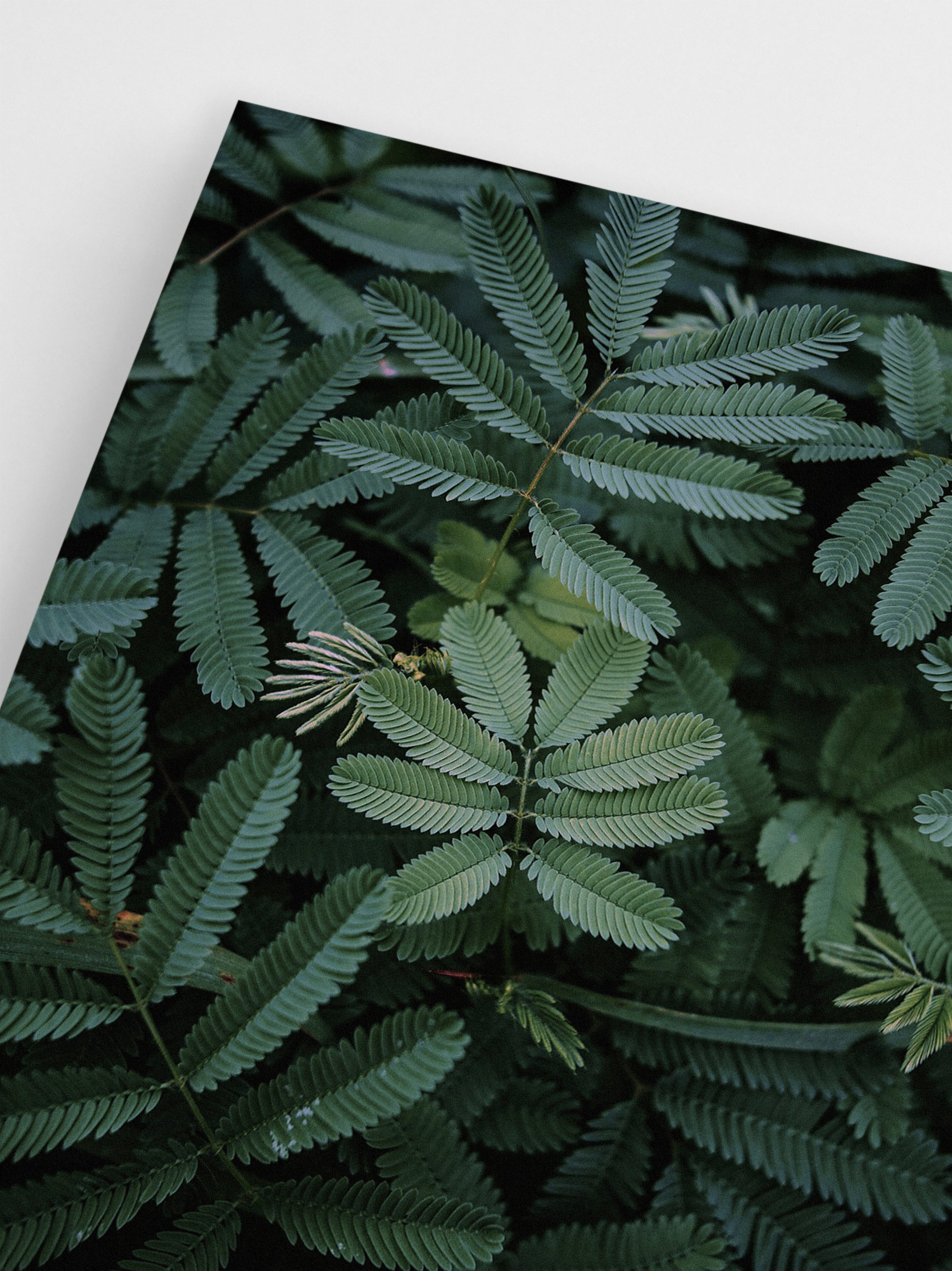Leaf Wallpaper wall art