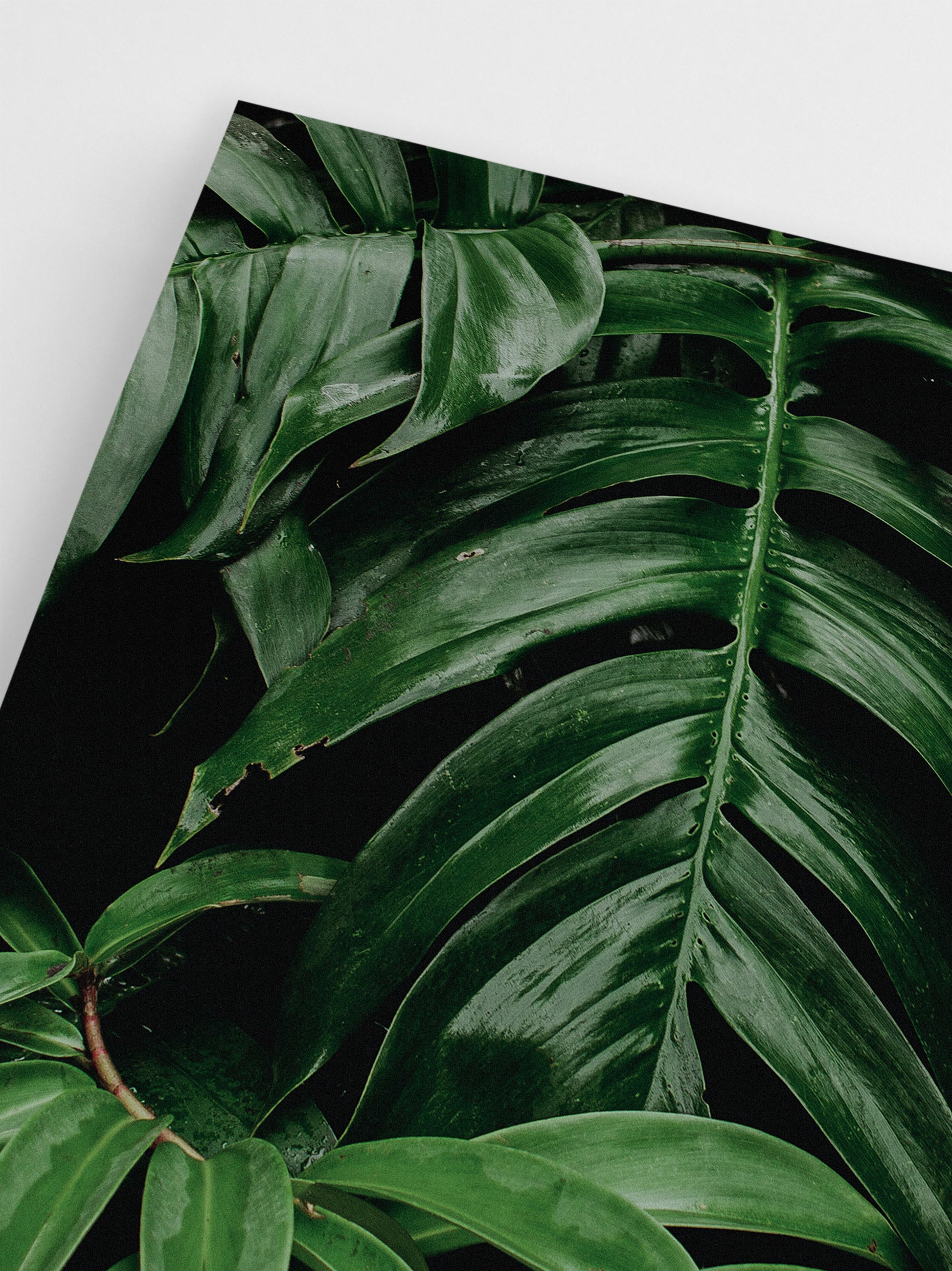 Tropical Leaves Photograph wall art