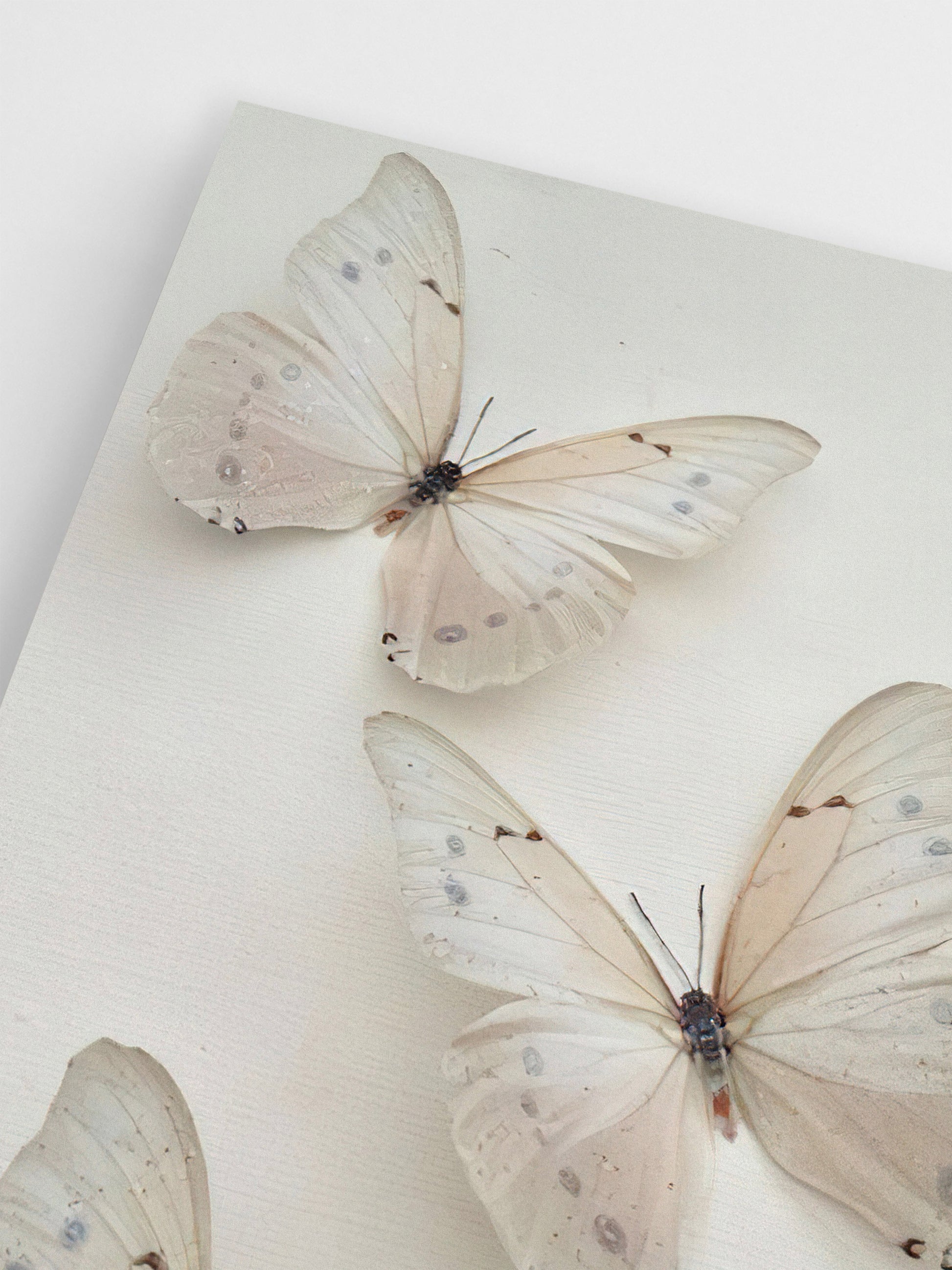 White Butterflies wall art