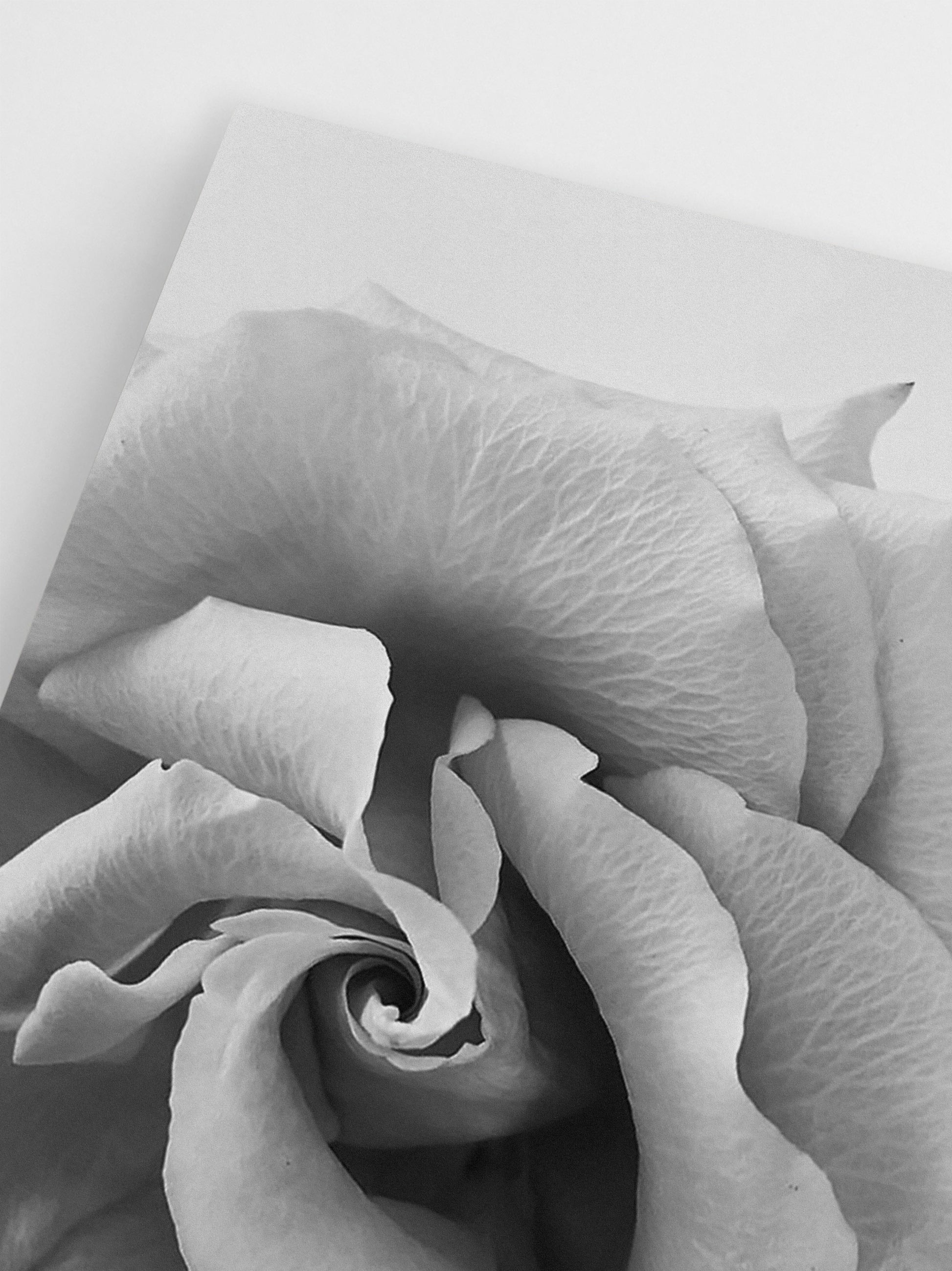 Black & White Rose wall art
