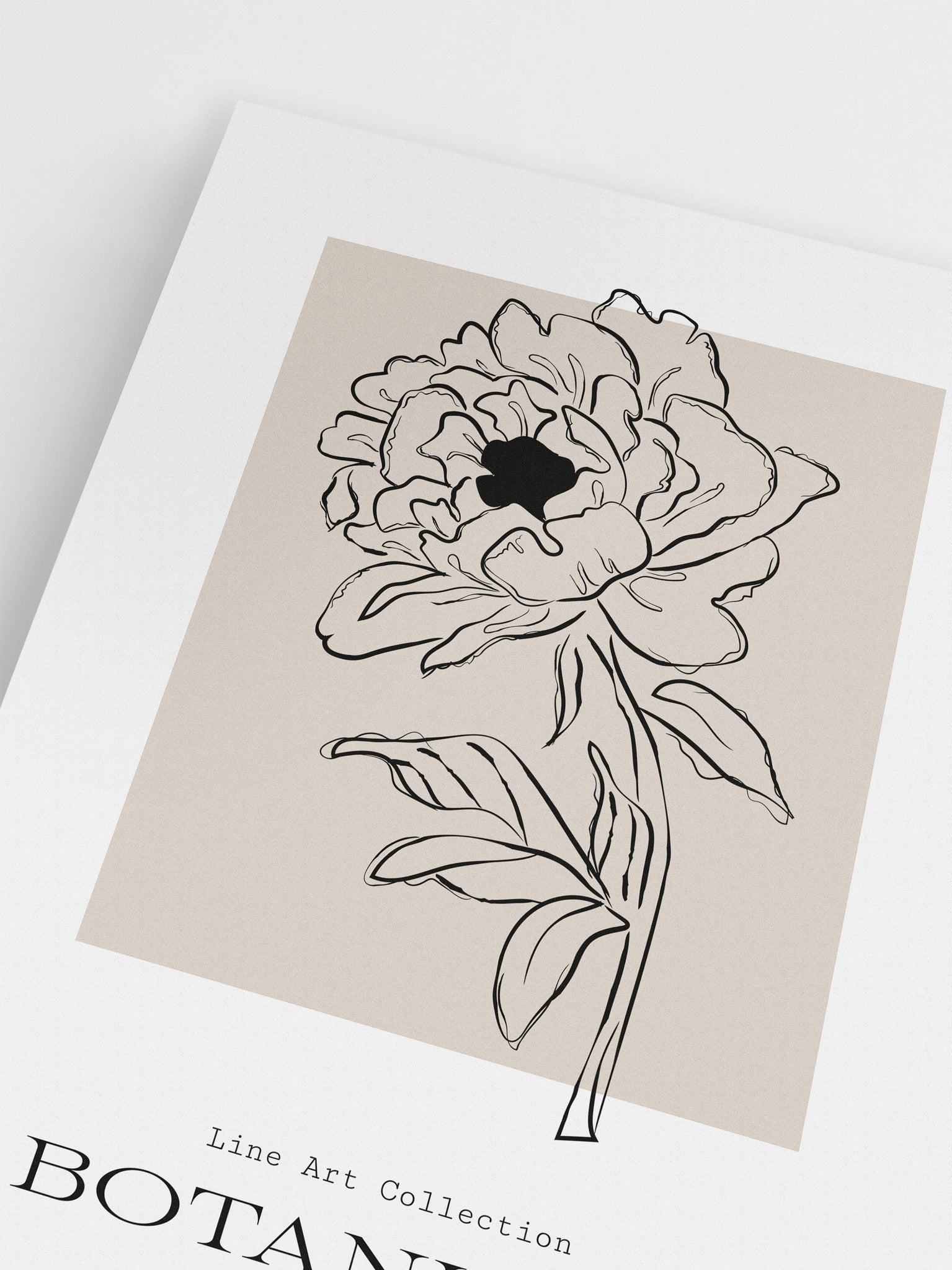 Black & Beige Peony Drawing