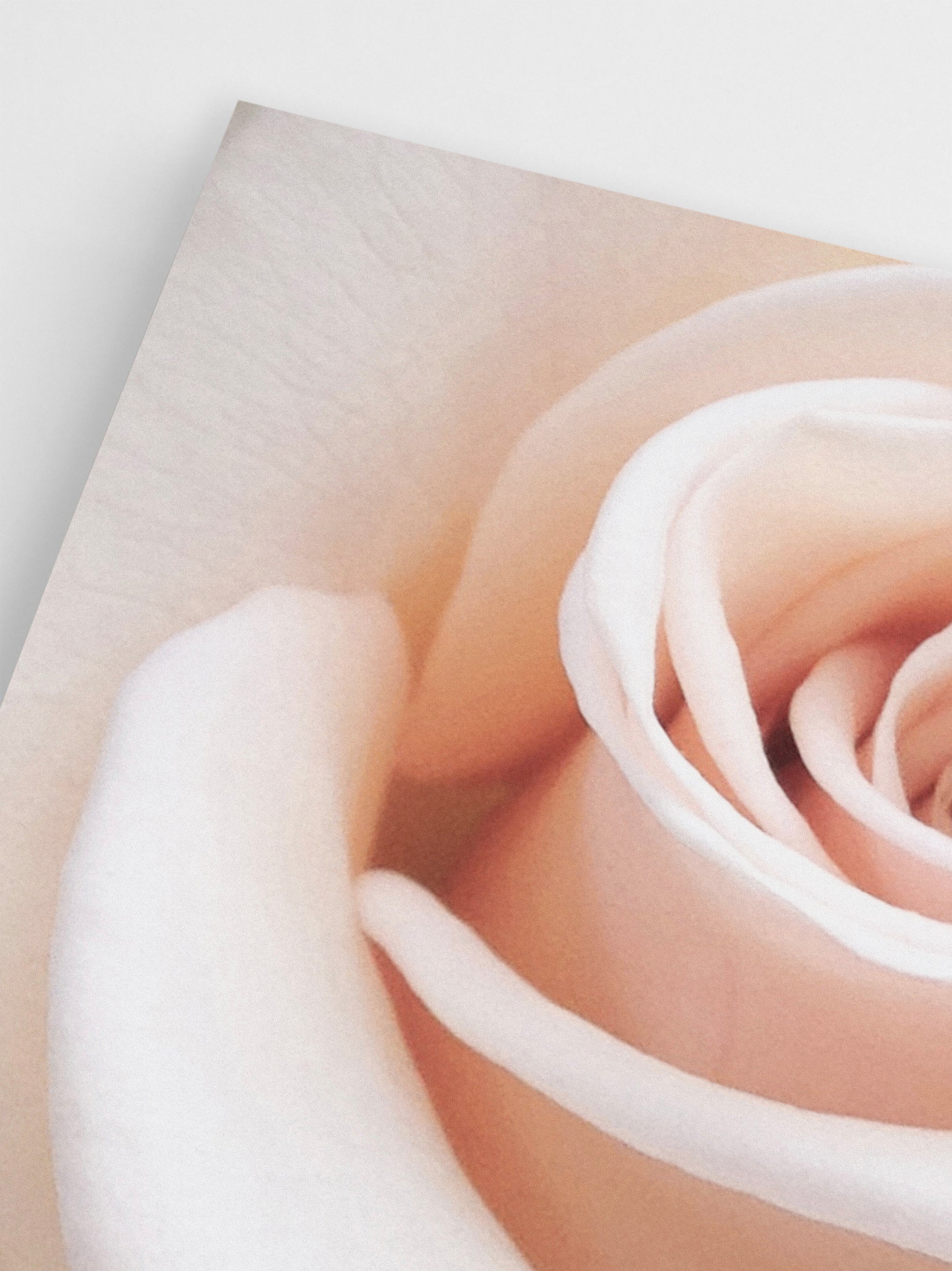 Pink Rose Closeup