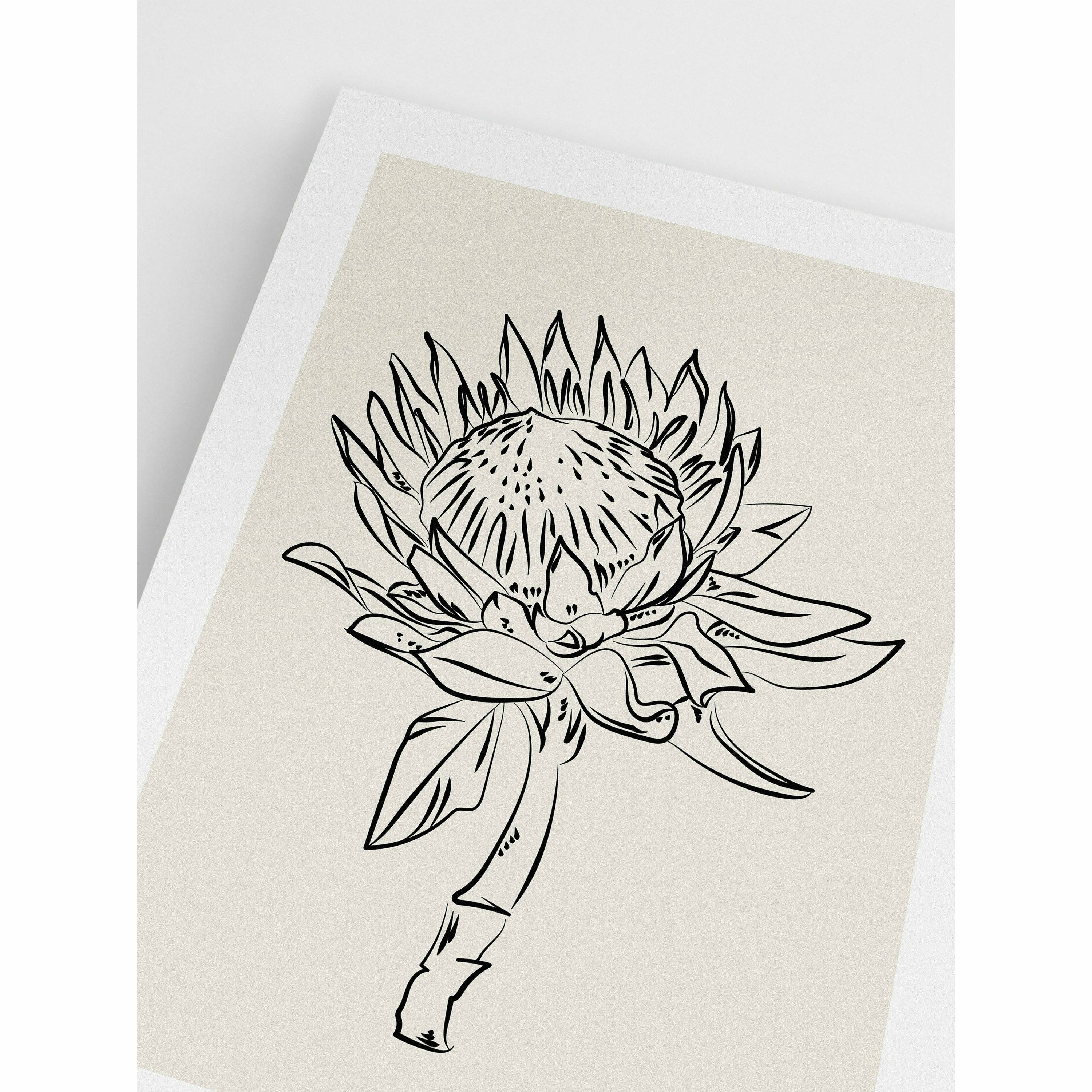 Protea Flower Line Drawing Poster