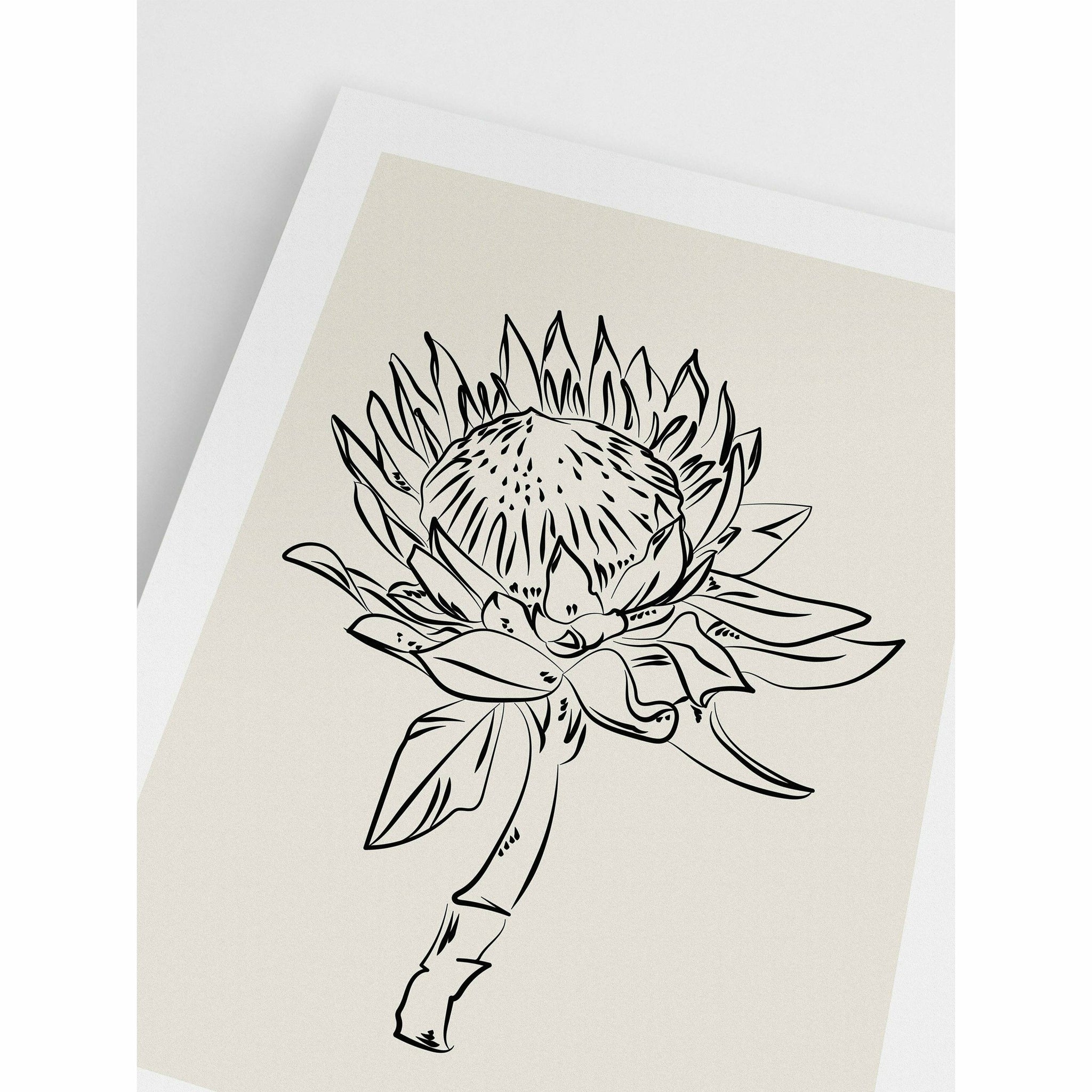 Protea Flower Line Drawing Poster