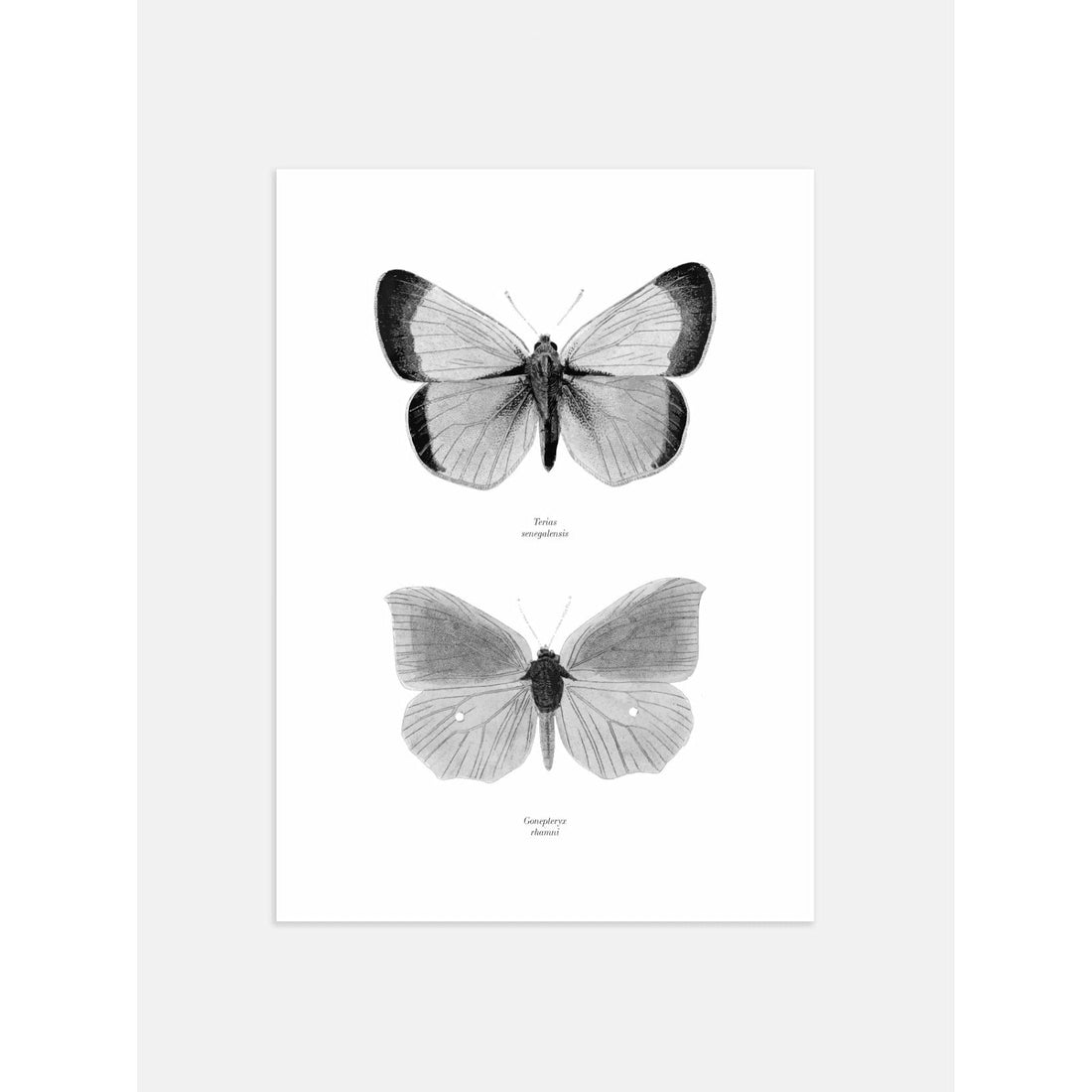 Butterfly Poster