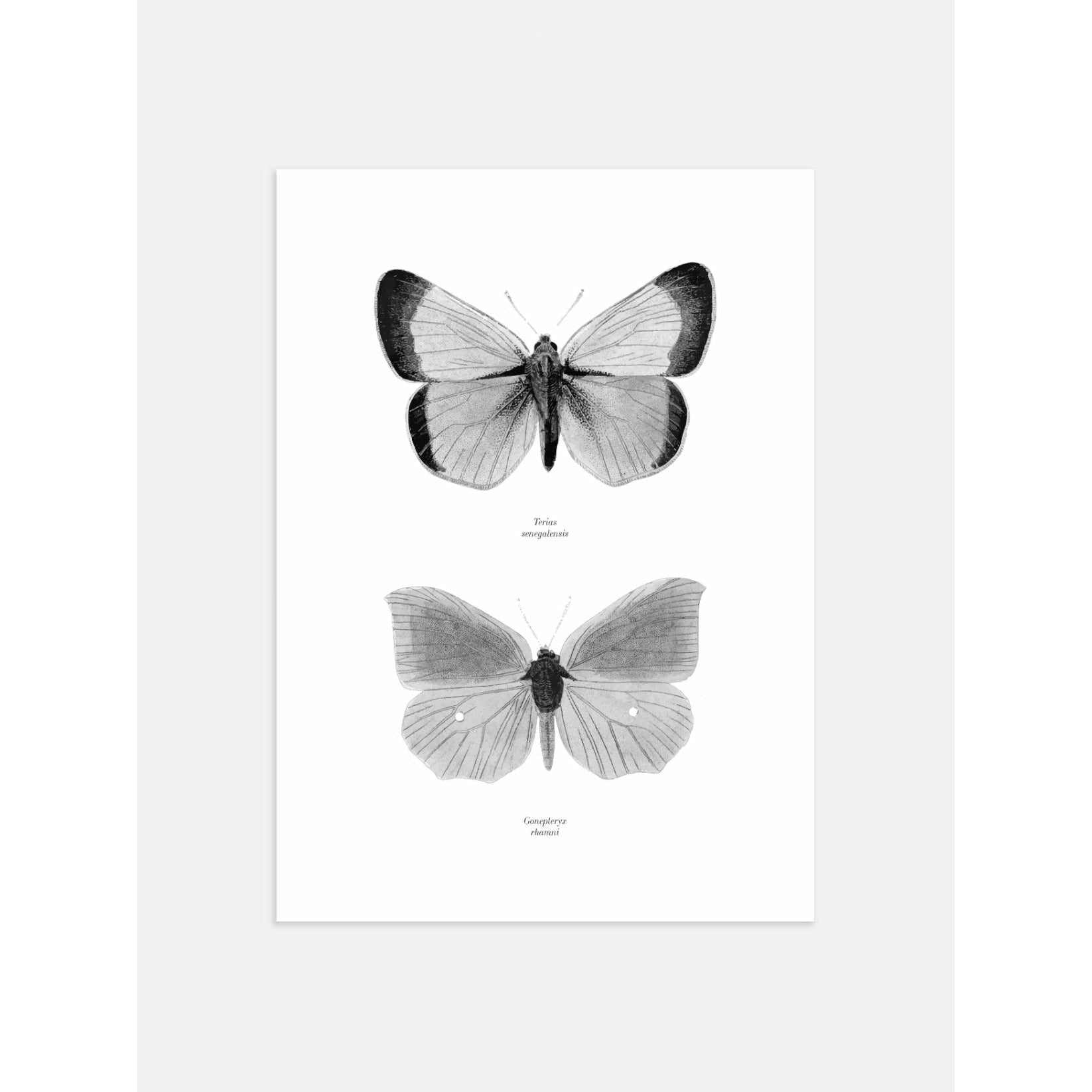 Butterfly Poster