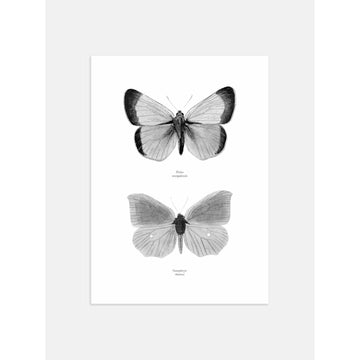 Butterfly Poster
